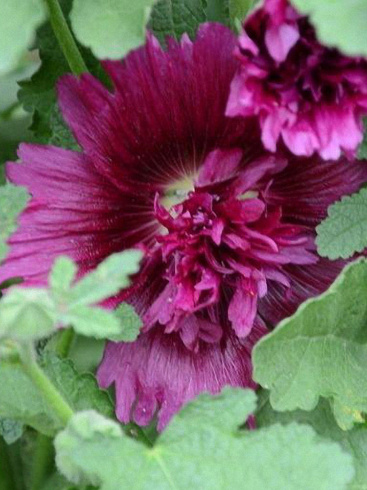 Lilac Rose Hollyhock (Alcea rosea L.)