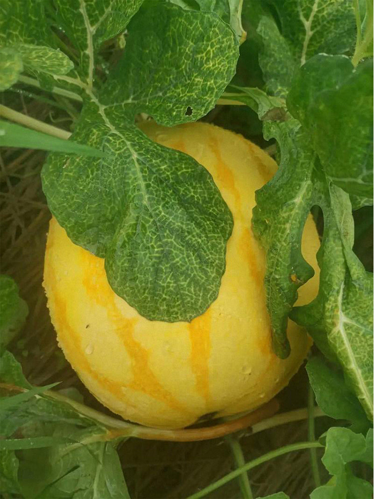 Golden No.3 Watermelons