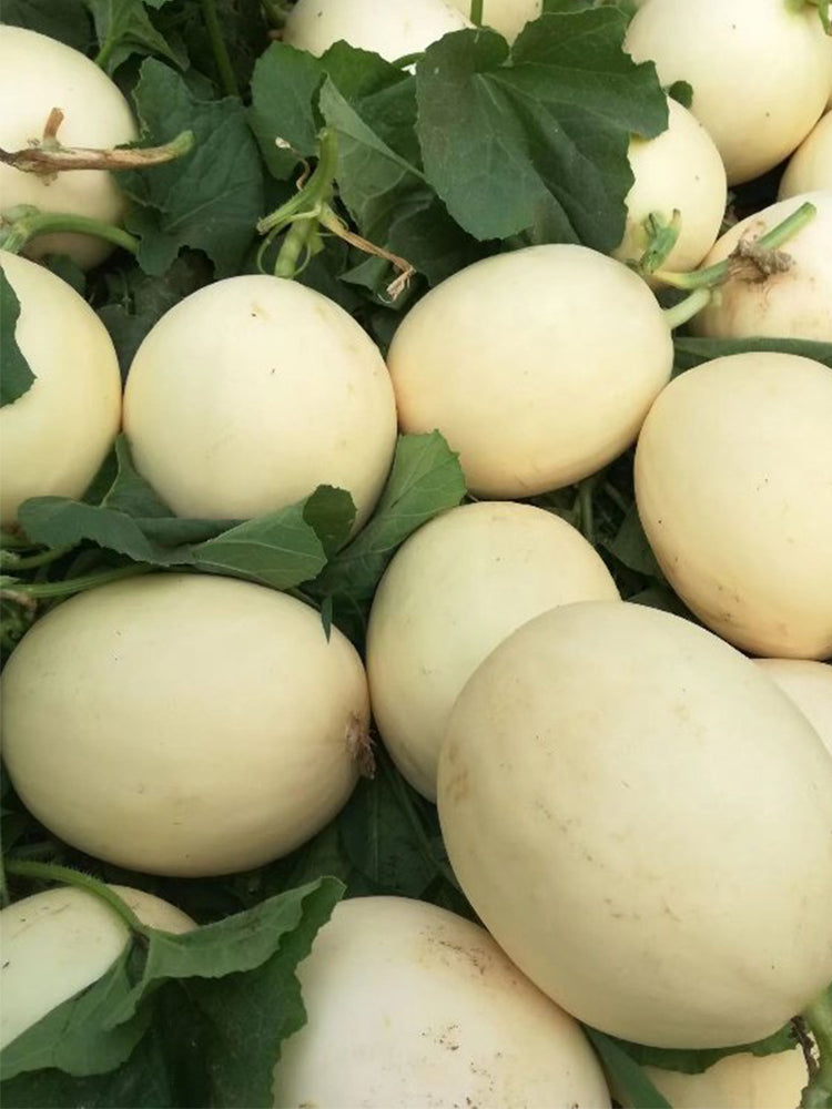 Haoyu Sweet Melons