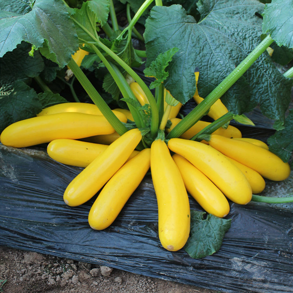 5 Bags (10 Seeds / Bag) of Yellow Zucchini Seeds, 'Yellow Banana' series