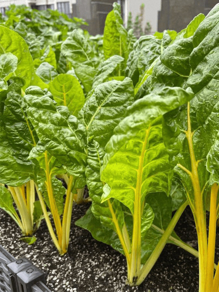 Golden-Leaf Chard