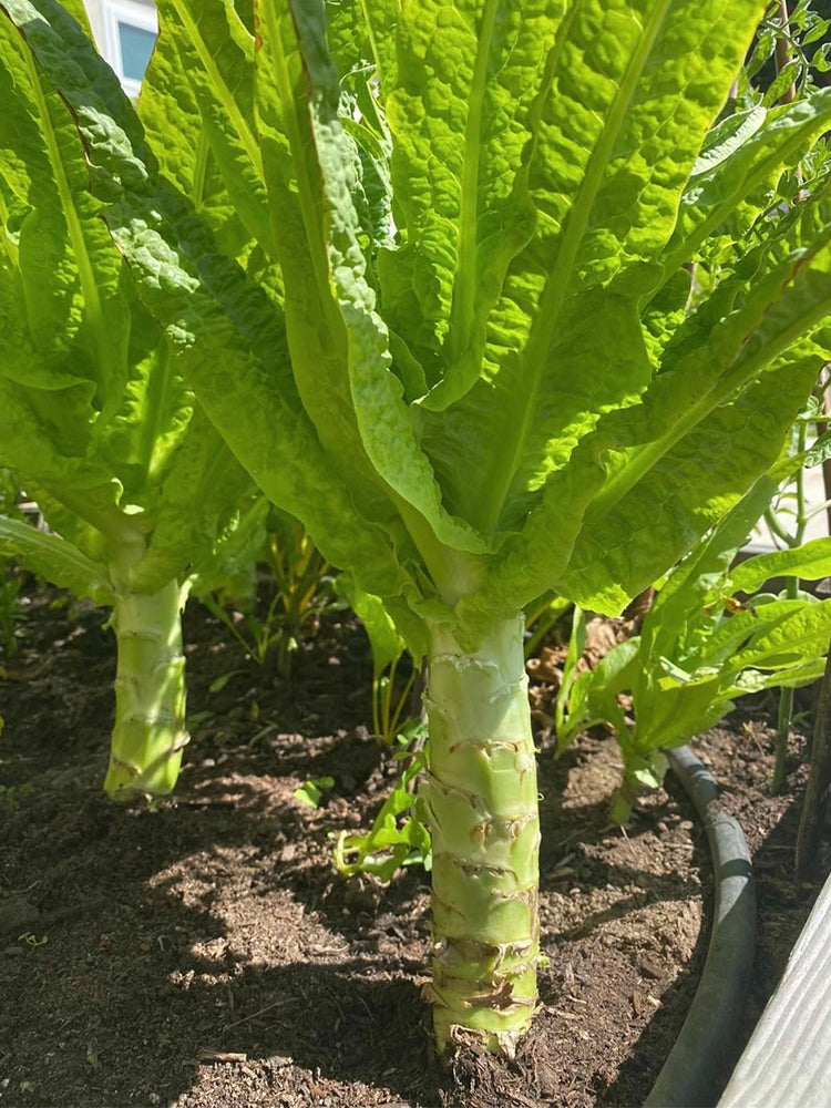 Jade Stem Lettuce