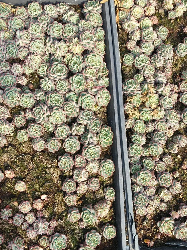 Echeveria cv. 'Starlight Jenny'
