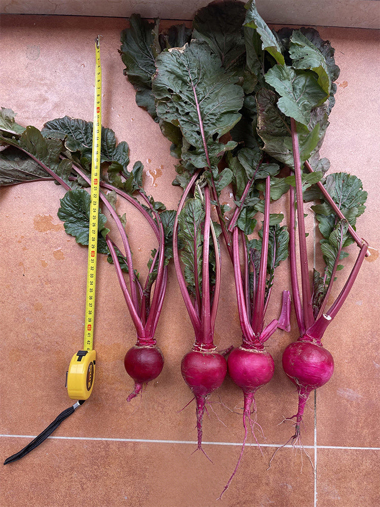 'Aizhenhong' Turnip