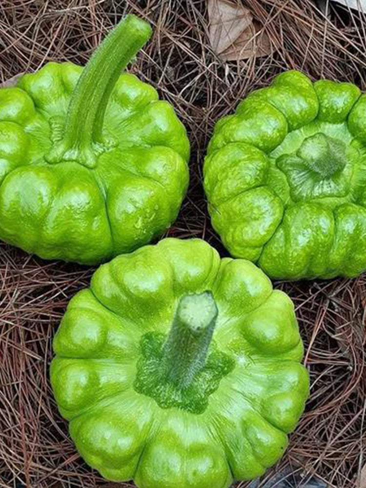 Jiangbing Pumpkin