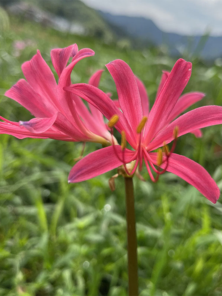 Pink Lycoris sprengeri