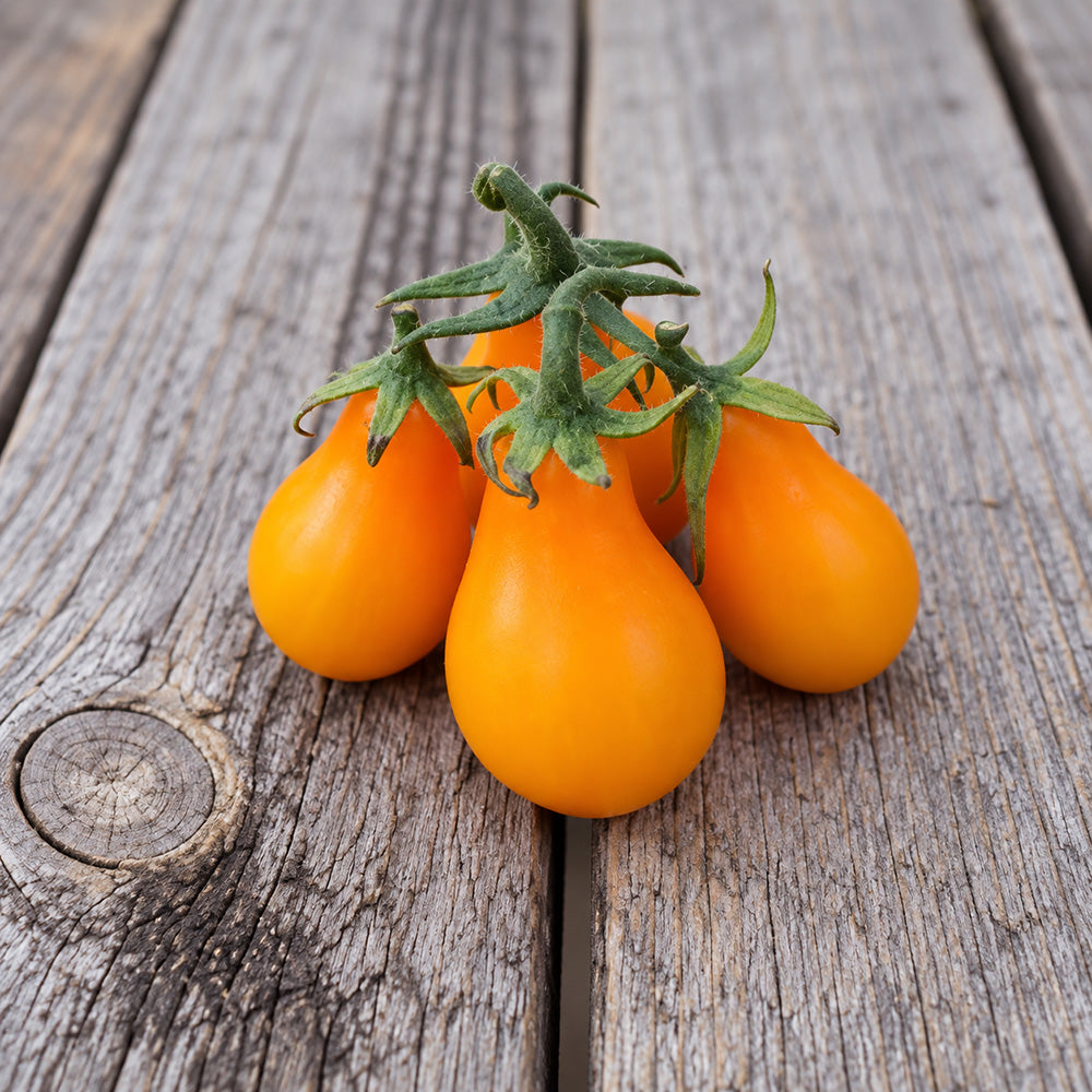504 Orange Pear Tomato