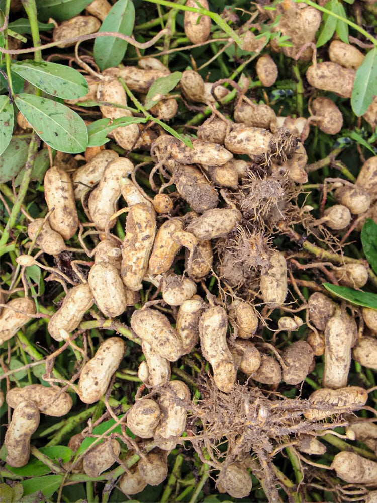 Lushou Peanuts