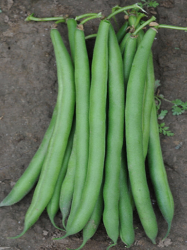Pioneer Snap Beans