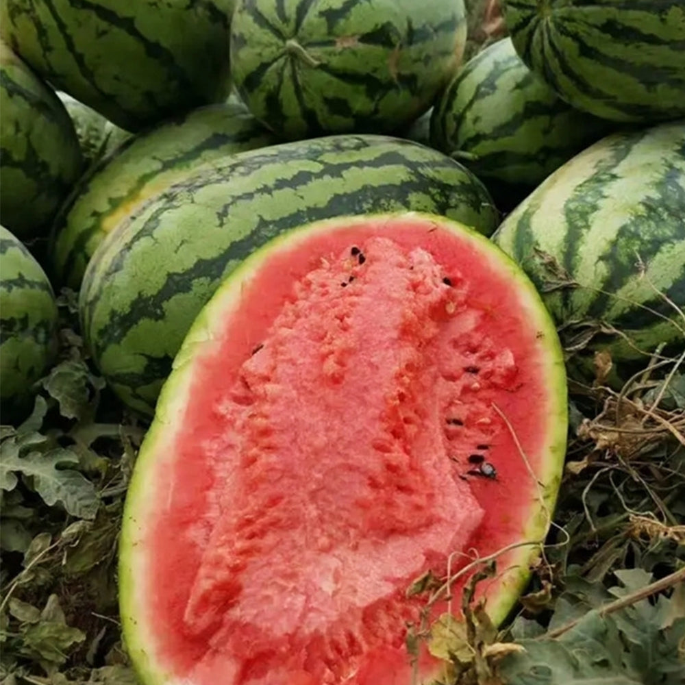 5 Bags (30 Seeds / Bag) of 'Idler King' Watermelon Seeds