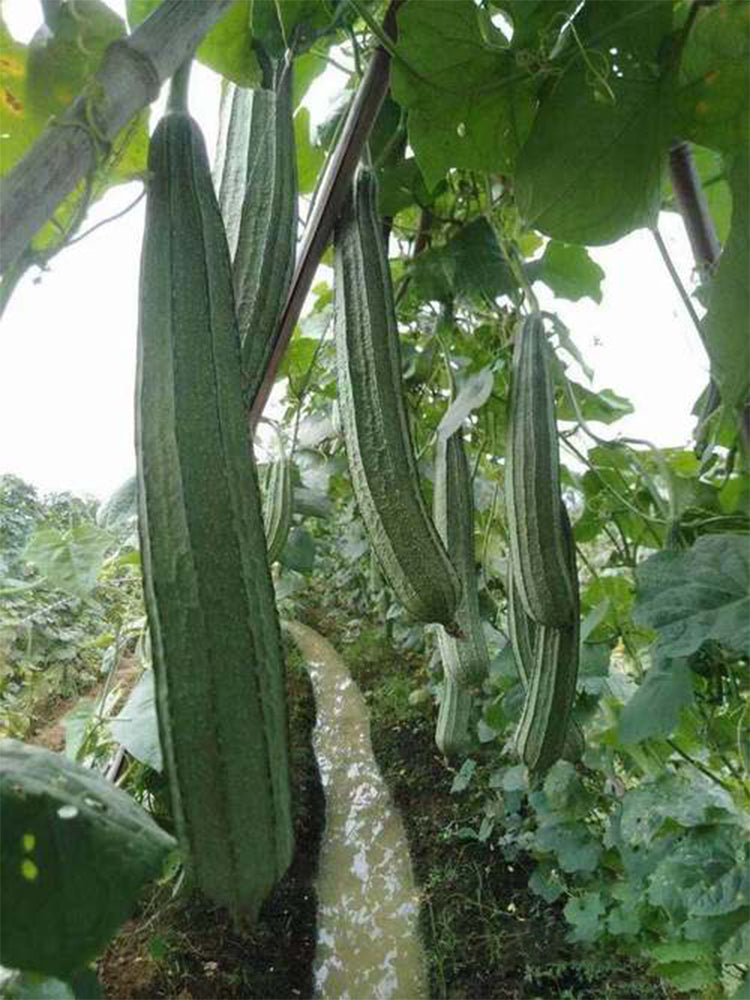 Meiling No.2 Luffa