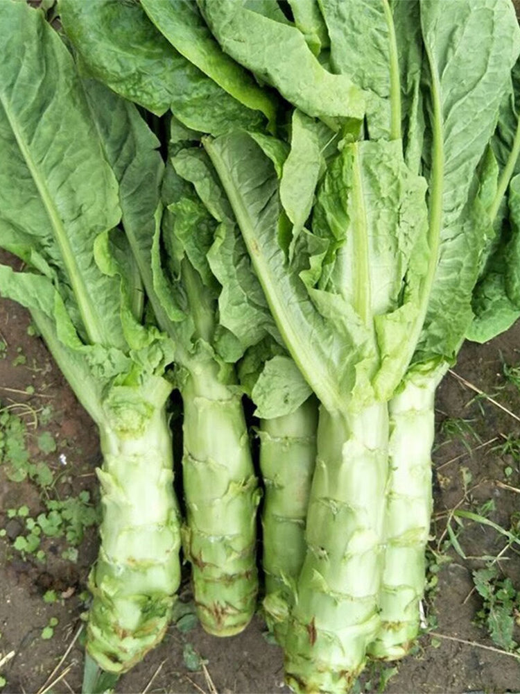 Heat-Resistant No.1 Stem Lettuce