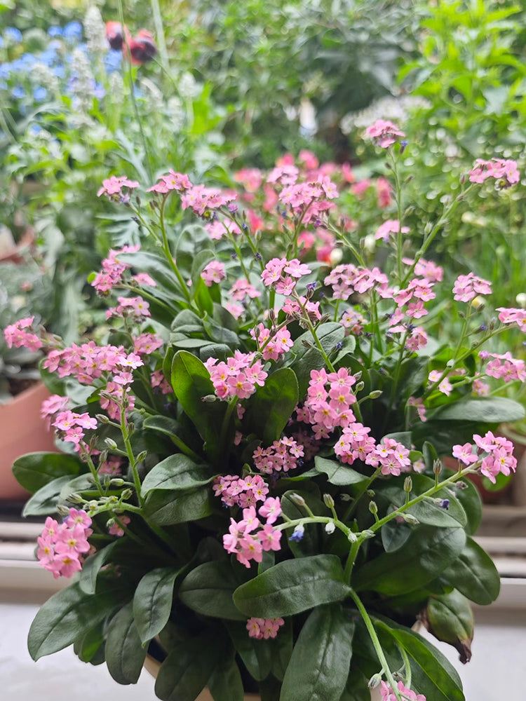 Pink Alpine Forget-Me-Not