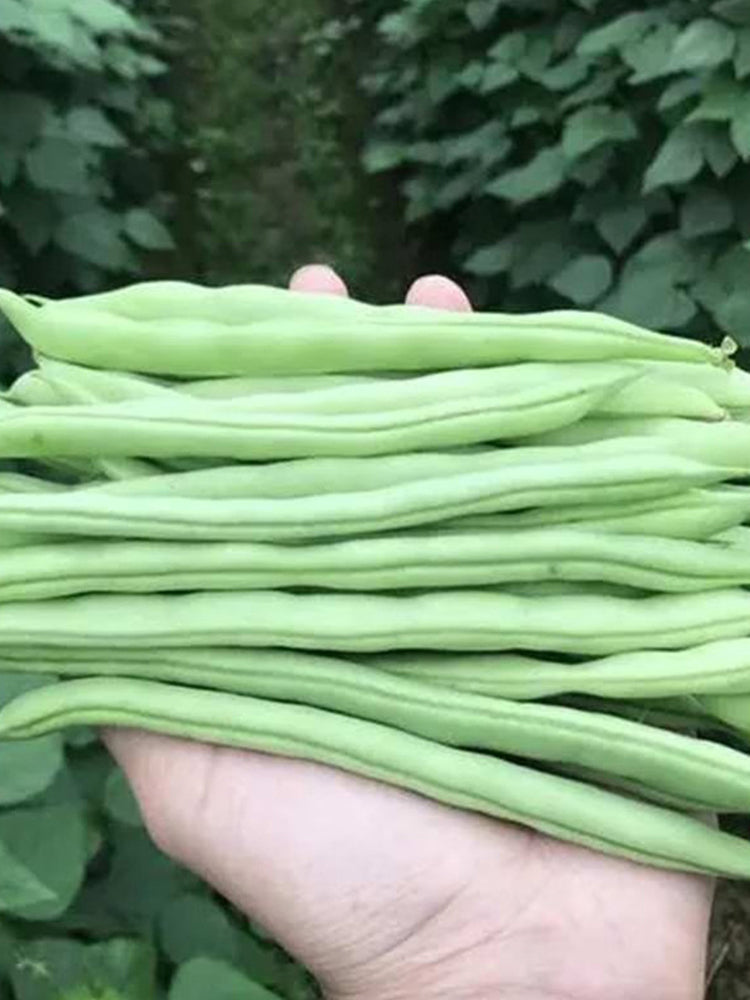 Pioneer Snap Beans