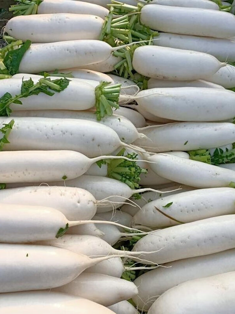 Jiujinyu White Radish