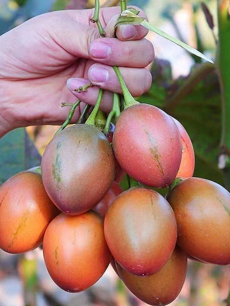 Tree tomato (Solanum betaceum Cav.)