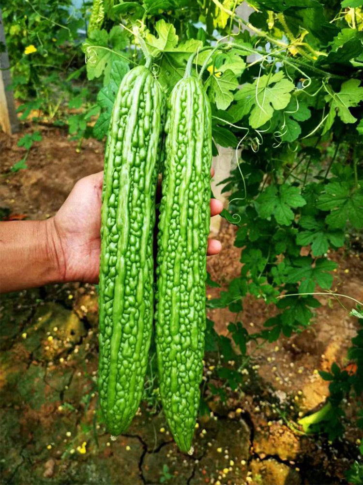Green Dragon Bitter Melon