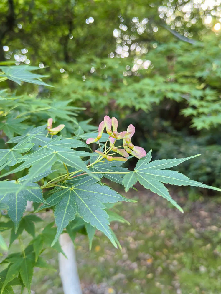 Shallow Lobed Green Leaf Japanese Maple
