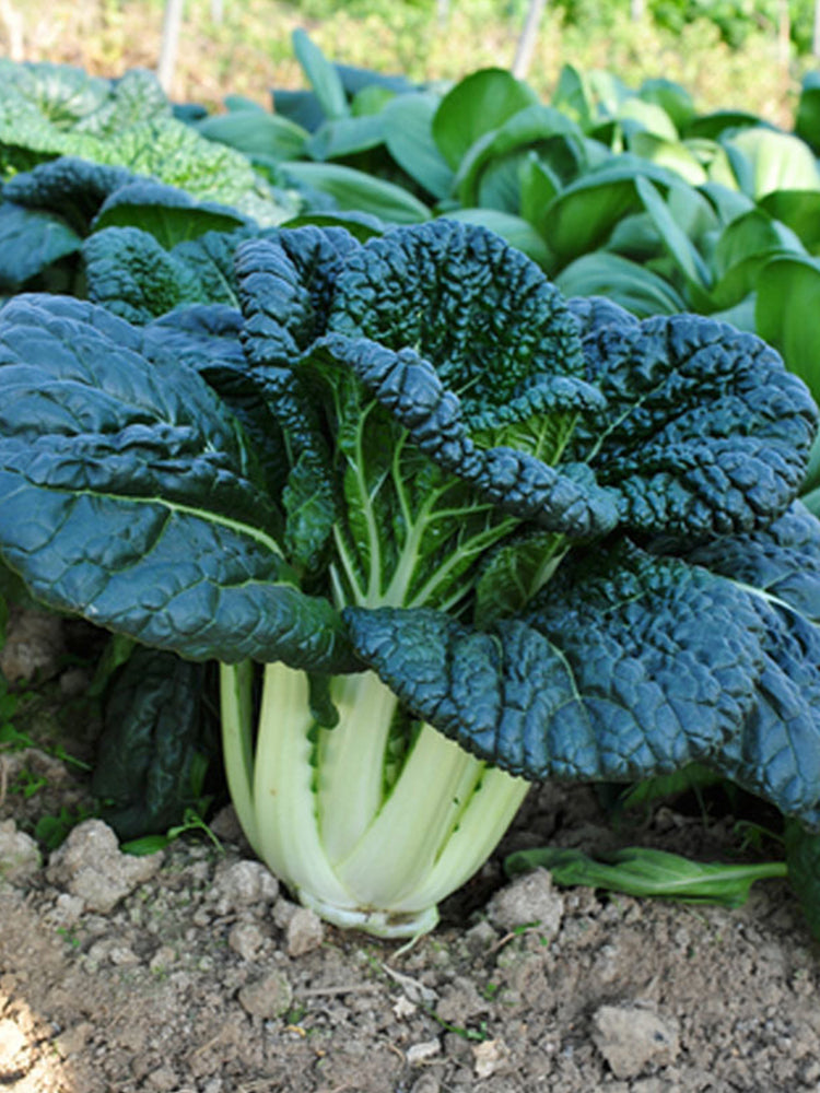 Dark-green-leafed Baby Bok Choy