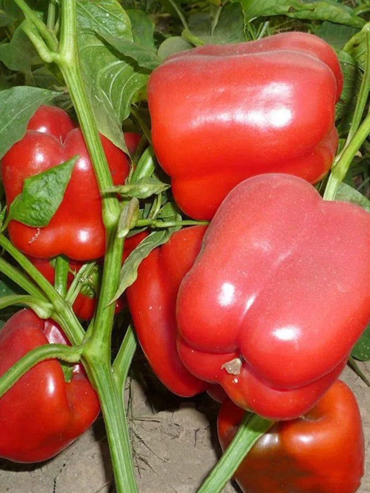 Red Lantern Sweet Pepper