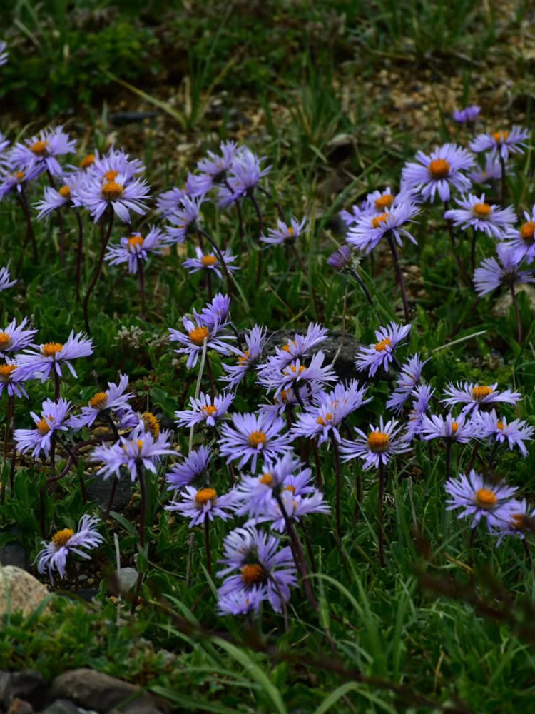 Alpine Aster Mix