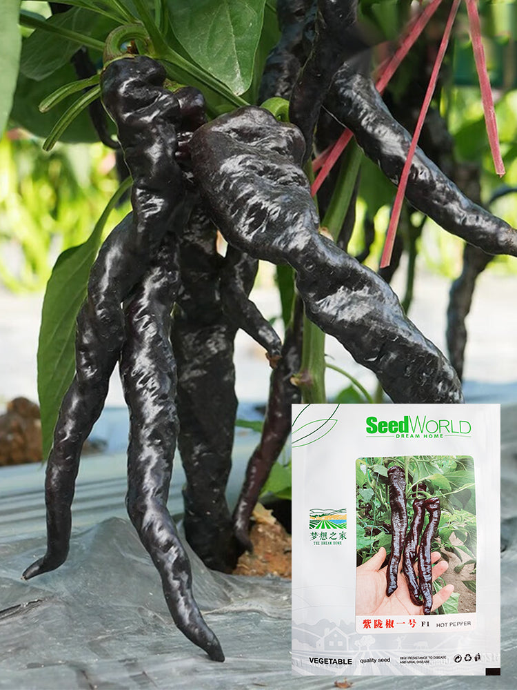 Zilongjiao No.1 Chilis