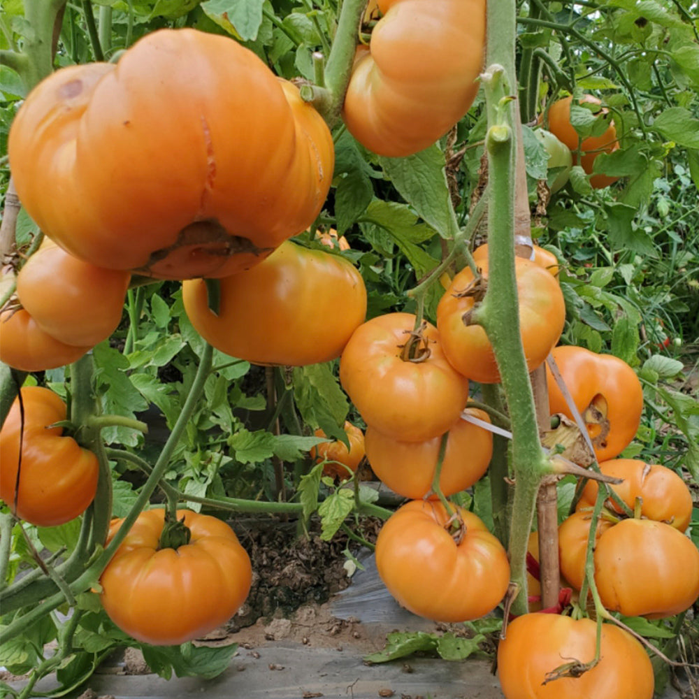 705 Amber Baron Tomato
