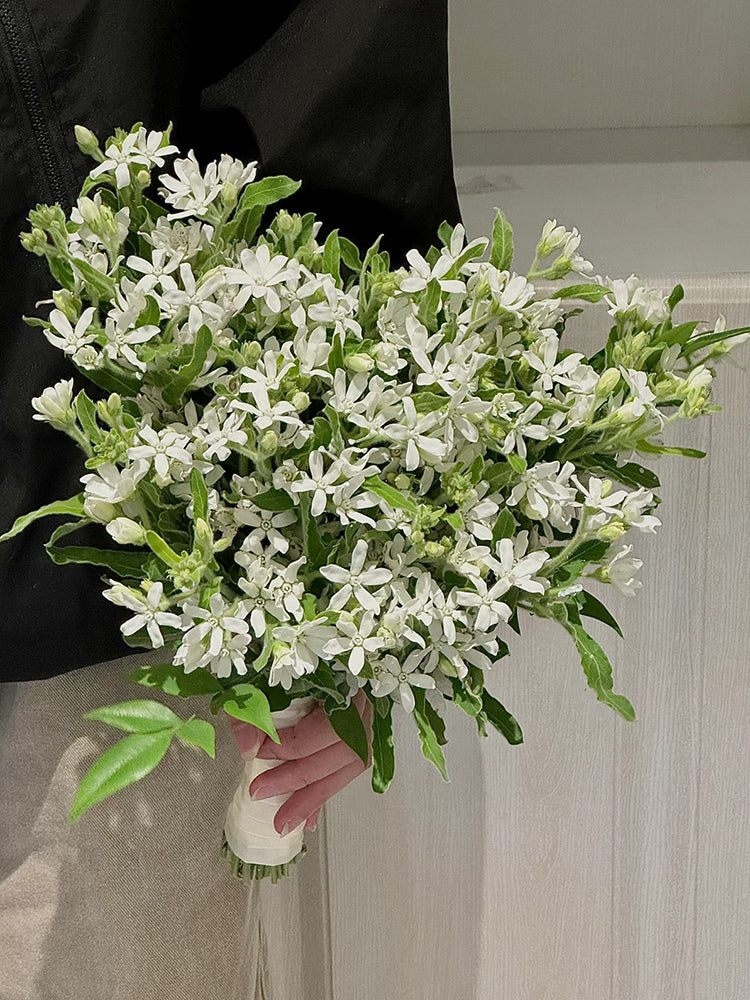 White Tweedia