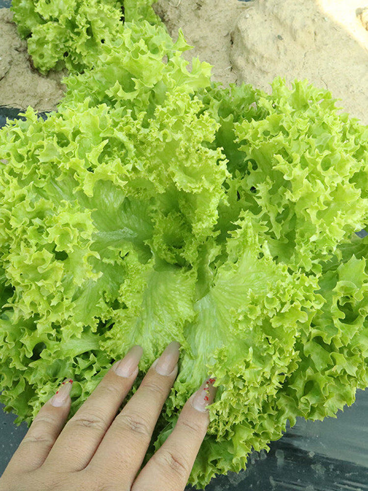 'Dasusheng' Lettuce