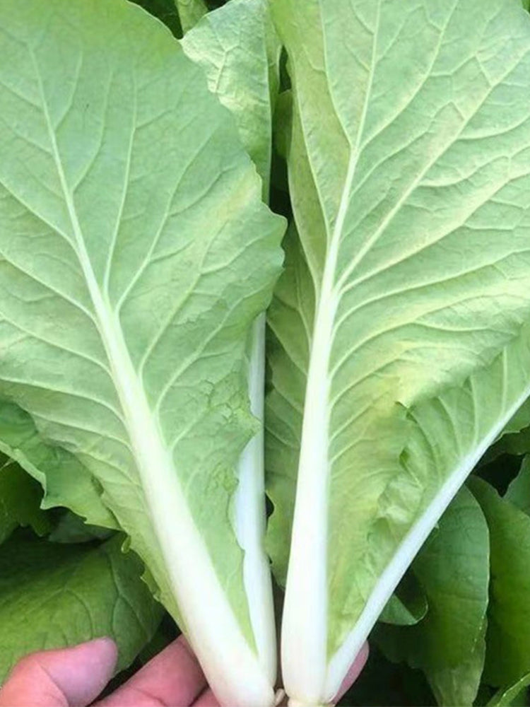 Creamy Baby Bok Choy