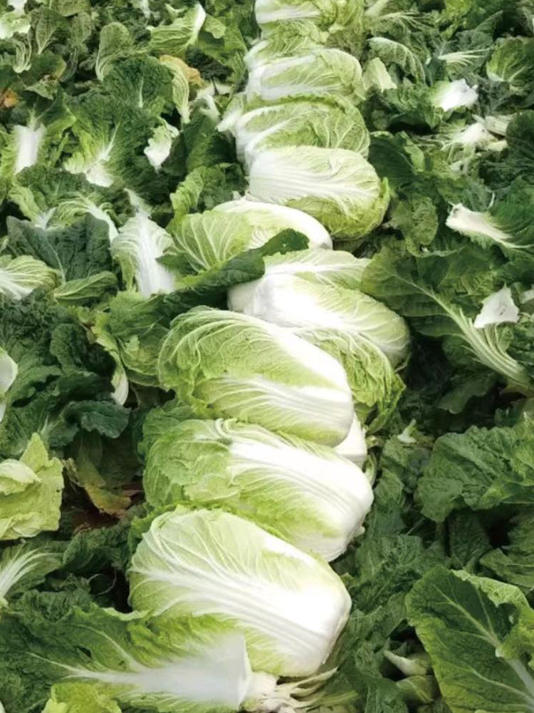 Fengkang 80 Chinese Cabbage