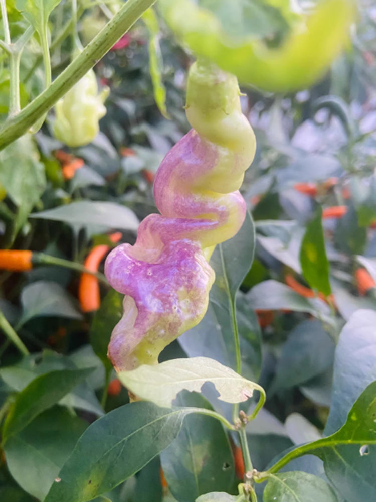 Aji Confusion Pepper