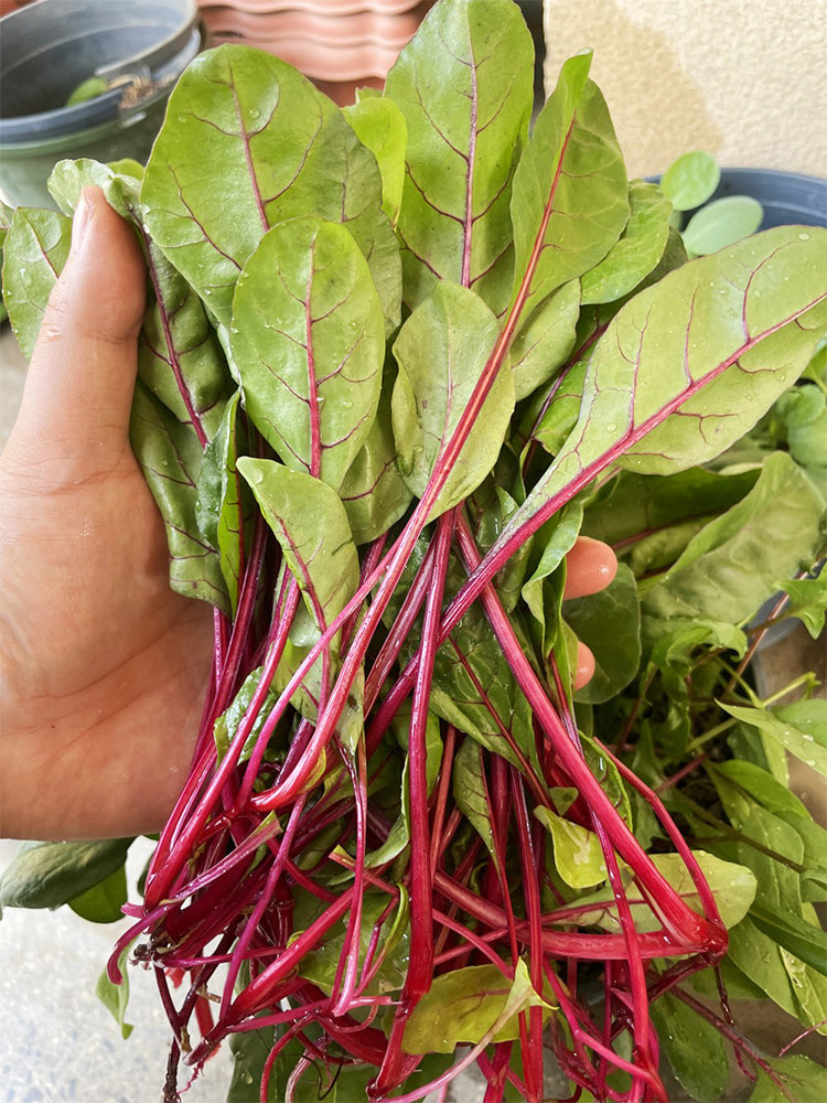 Red-stemmed Spinach
