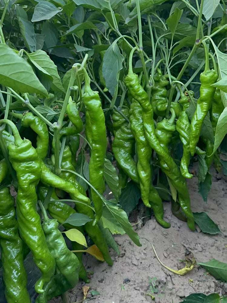 Qinglong Spiral Peppers