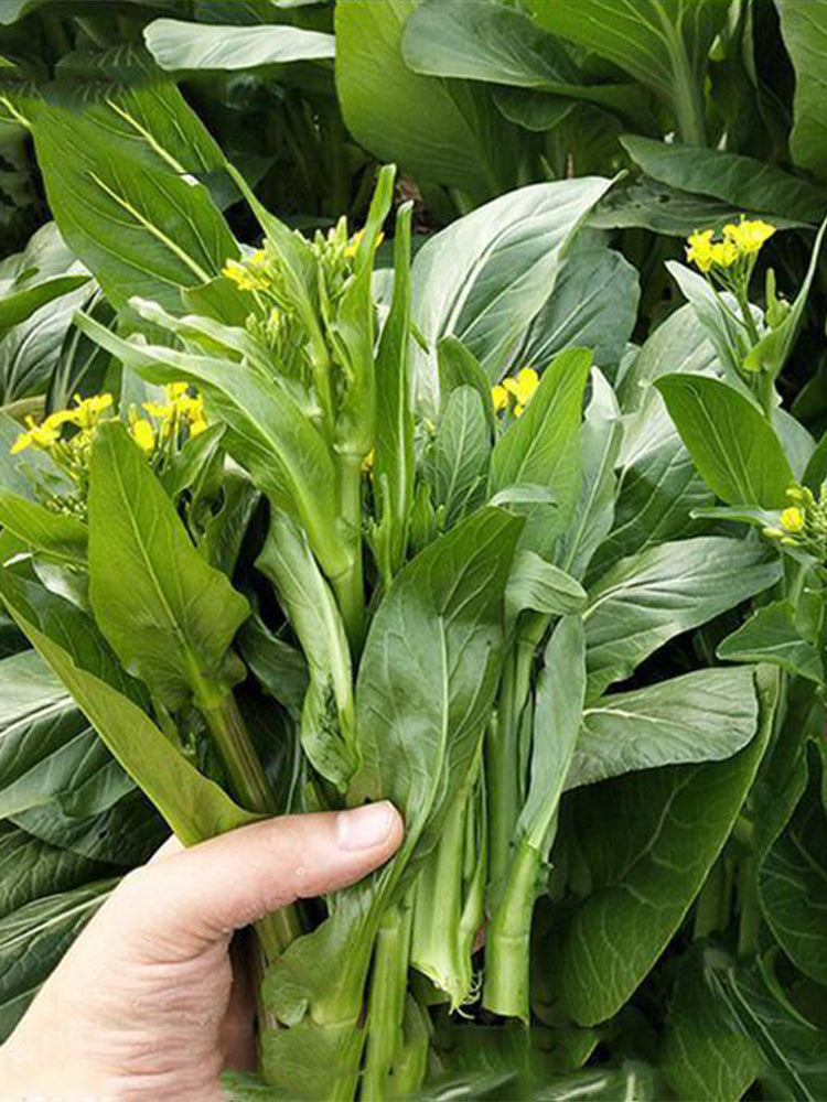 Green Tender Sweet Choy Sum