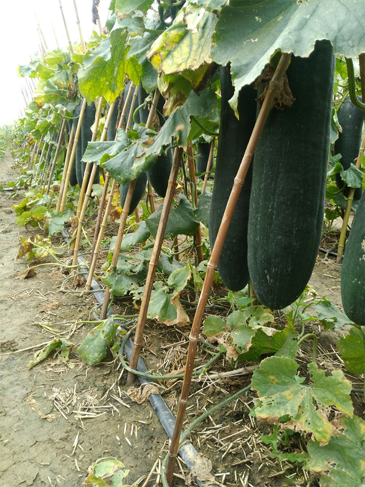 Black General Wax Gourds