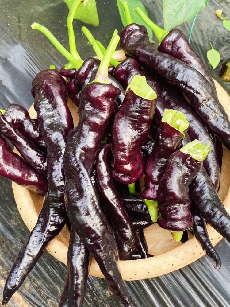 Zilongjiao No.1 Chilis
