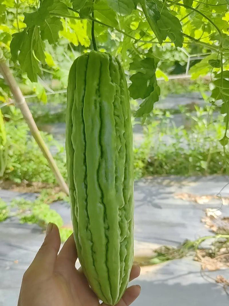 Jiemei 13 Bitter Gourd