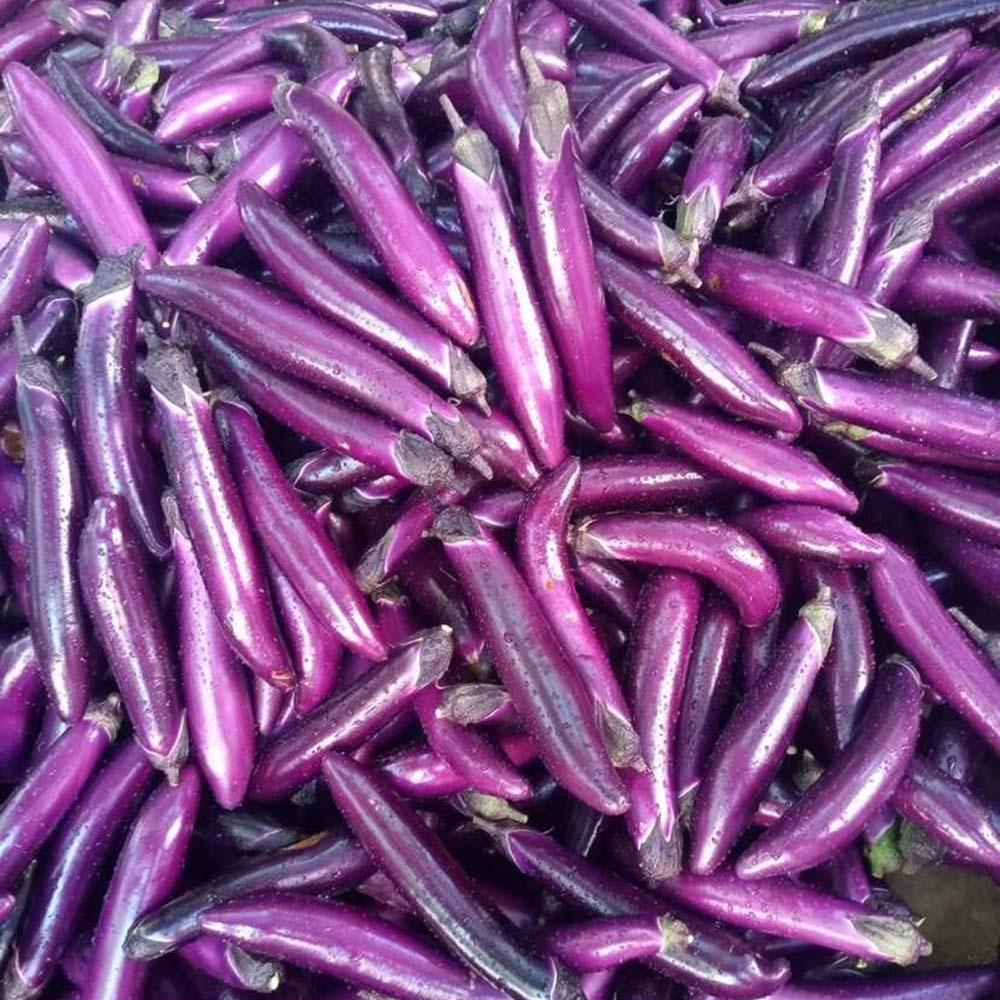 W963 Red Gold Purple-Red Long Eggplant