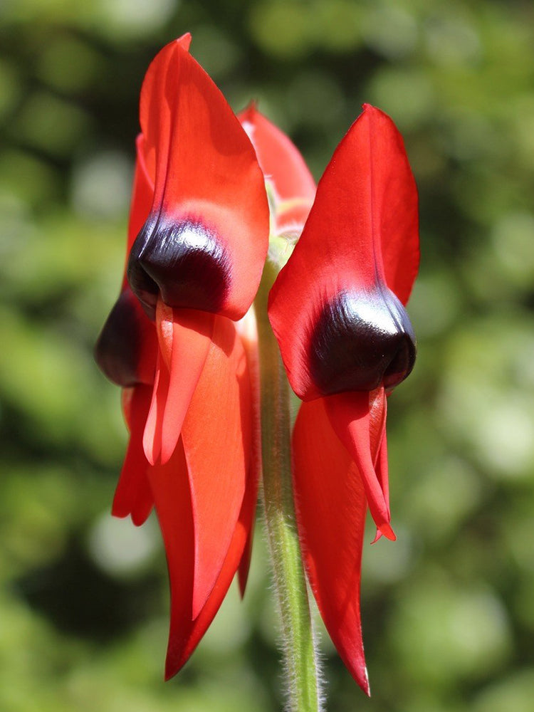Swainsona formosa