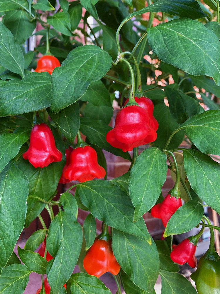 Bat Chili (Capsicum baccatum)