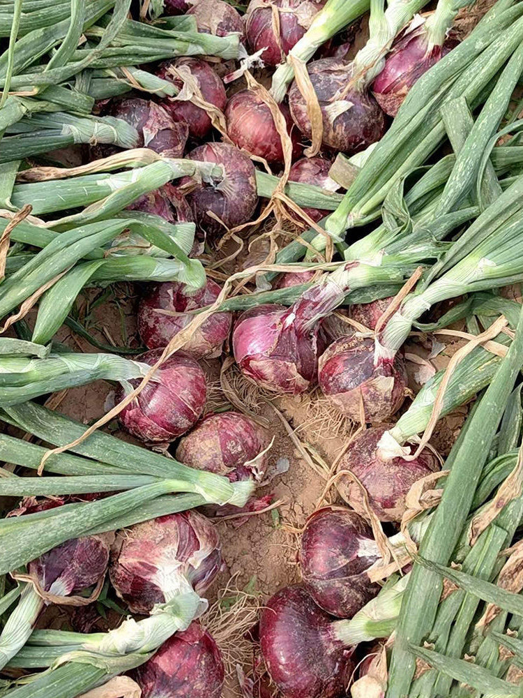 Royal Amethyst' Purple Onions (Allium cepa L.)