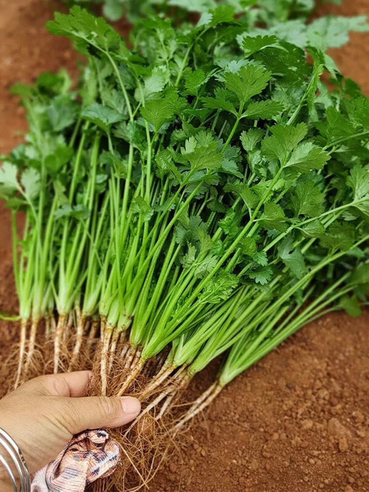 Farmer's Small-Leaf Cilantro