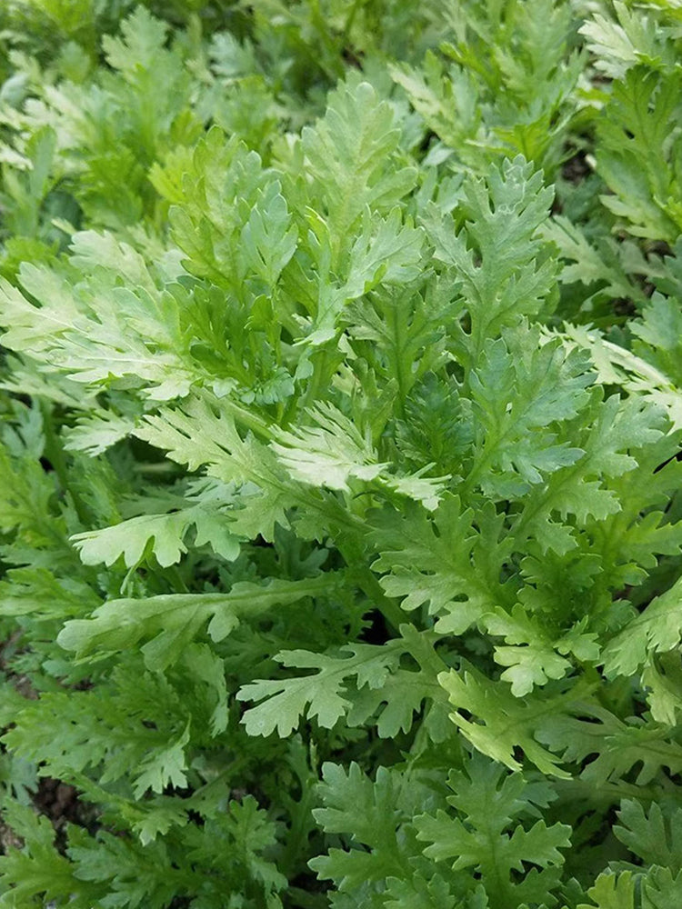 Medium-Leaf Garland Chrysanthemum