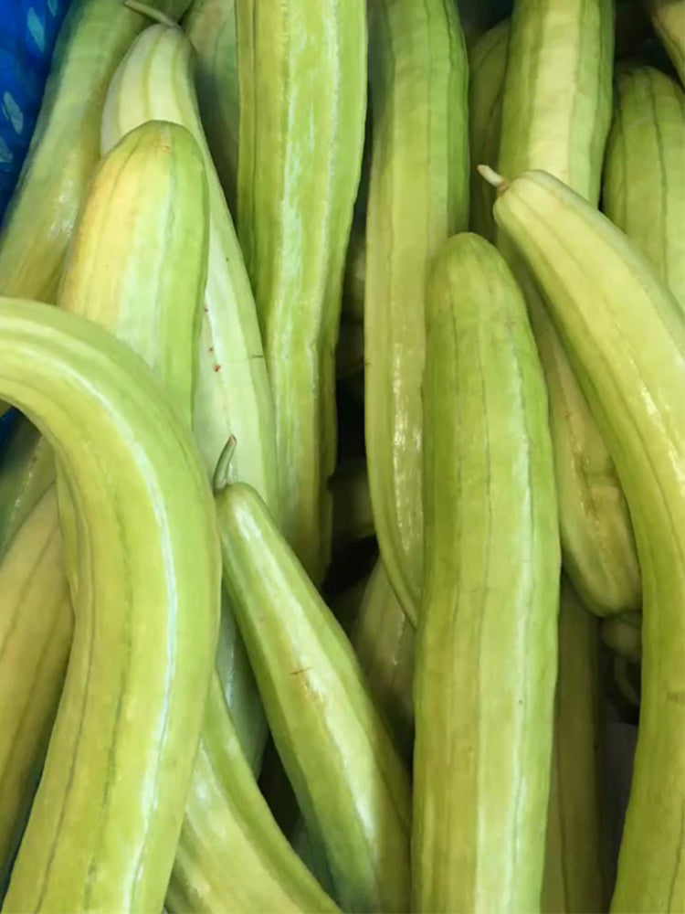 Green-veined Oriental Pickling Melons