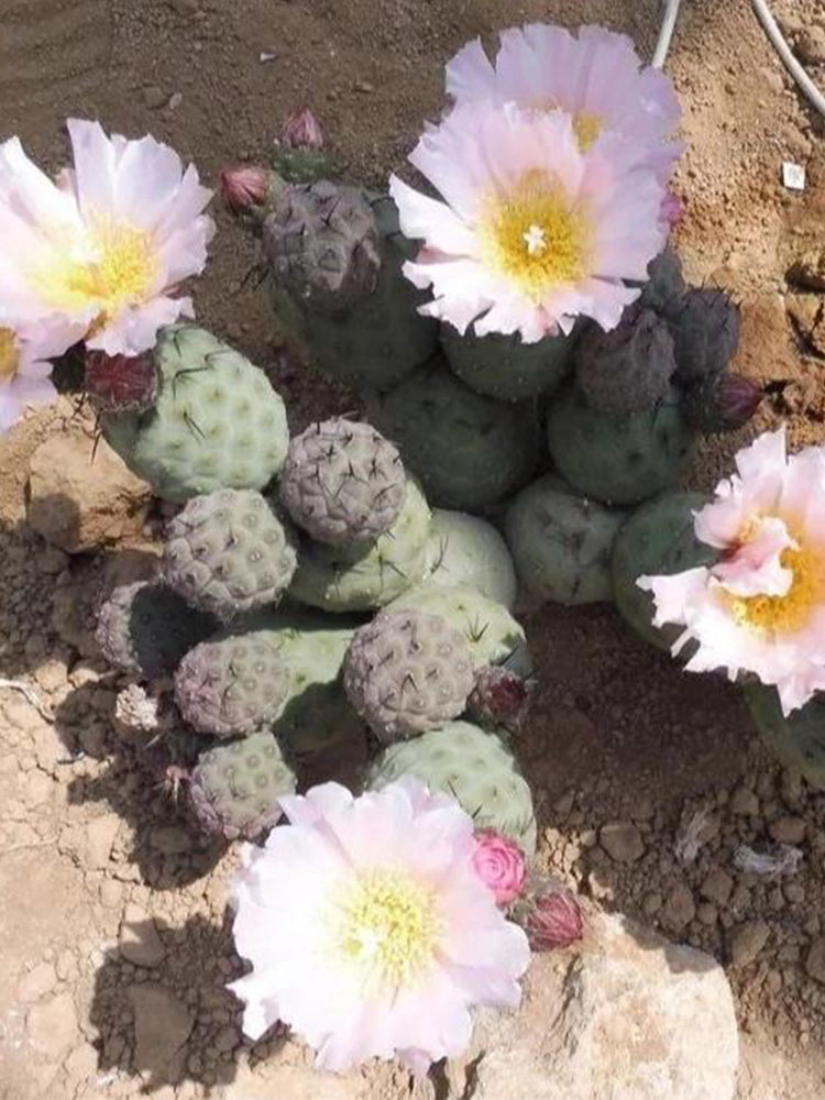 Tephrocactus geometricus