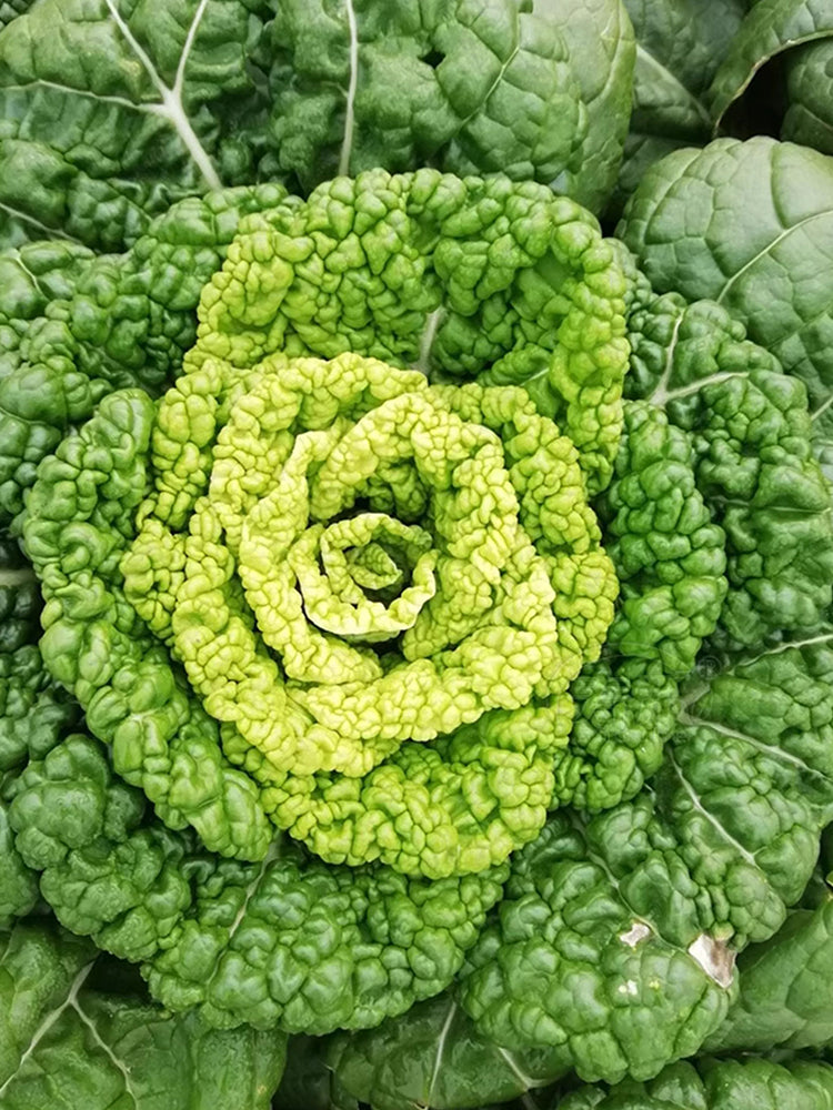 Yellow-Heart Flat Cabbage