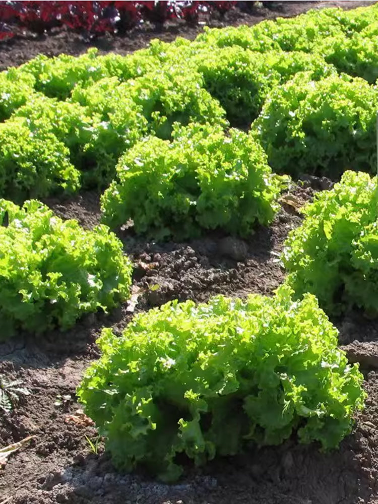 'Dasusheng' Lettuce