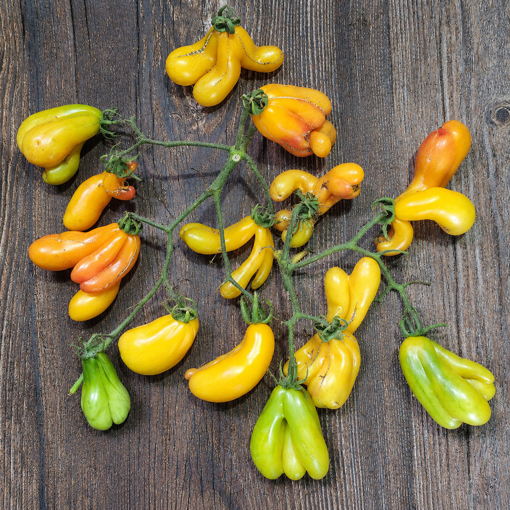 84 Phil's Bicolor Tomato