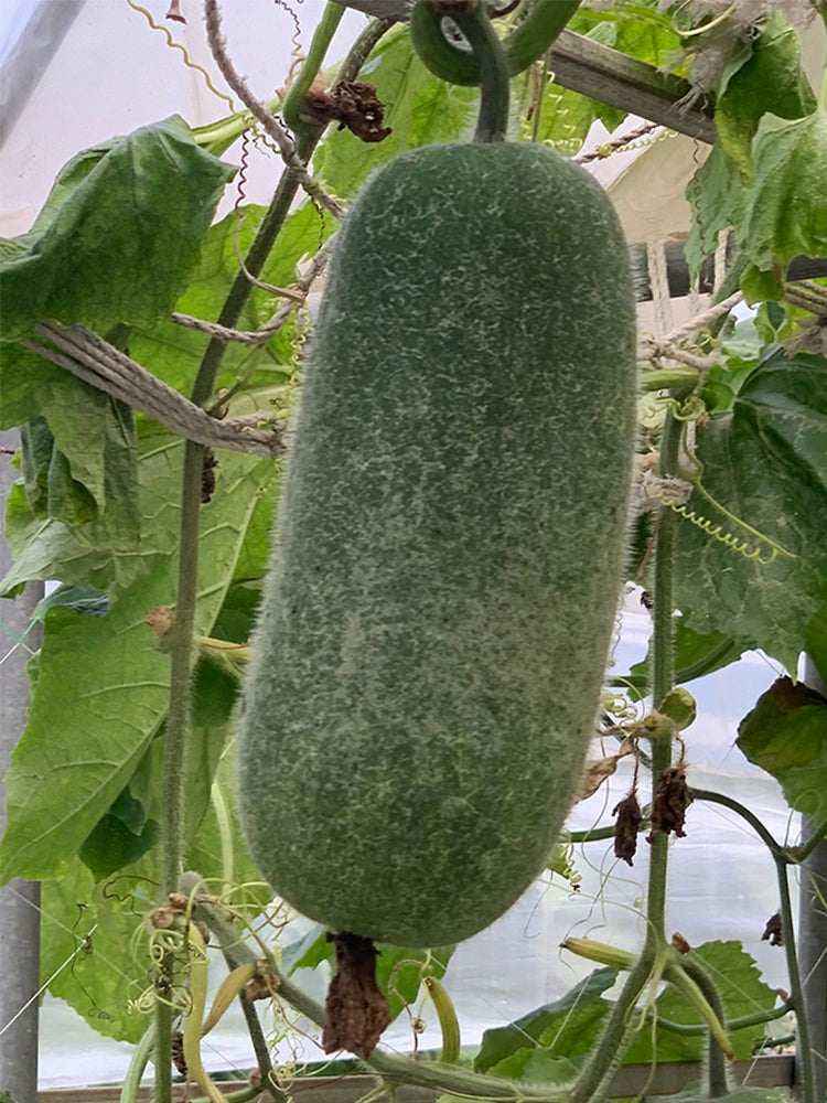 Yueguang Wax Gourds